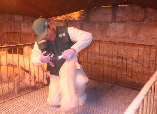 MINAGRI proyecta vacunar a 90 mil cerdos en Arequipa