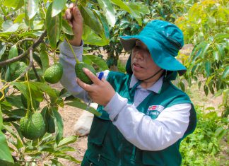 La Libertad: Inicia proceso de certificación de lugares de producción para la exportación de palta