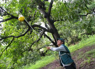 Productores de Tumbes enfocados en la erradicación de las moscas de la fruta