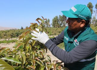 MINAGRI inspecciona campos de cultivos por alerta de presencia de moscas domésticas en Calana y Pocollay en Tacna