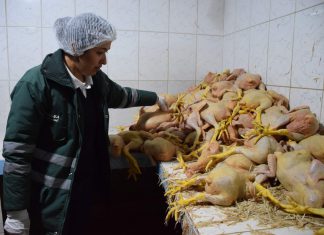 Operativos en avícolas permitirán promover la inocuidad y formalización de establecimientos
