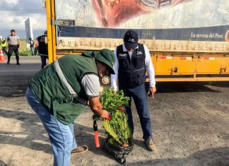 Operativos multisectoriales fortalecen acciones para prevenir el ingreso del Dragón Amarillo