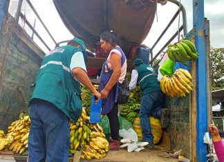 MINAGRI fortalece acciones de control para preservar áreas libres de moscas de la fruta