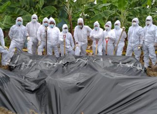 MINAGRI desarrolló primer simulacro de detección y control de Fusarium Raza 4 tropical en Tumbes