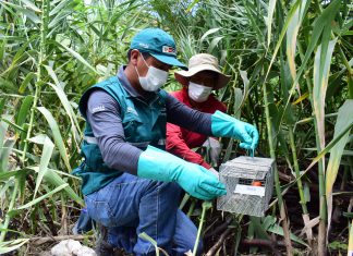 Labores de vigilancia y control de plaga de roedores atienden agricultura familiar de Cusco