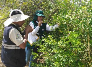 Perú y Ecuador fortalecen estrategia de prevención contra el dragón amarillo –HLB