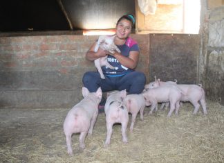 Más del 63 por ciento de mujeres deciden estrategia en la crianza de porcinos