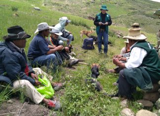 Pequeños productores mejoran producción de lenteja en Santiago de Chuco
