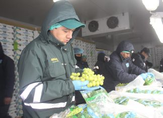 Arequipa: Exportaciones de uva superaron las 8 mil toneladas durante Campaña 2019-2020