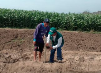 Tacna: Escuelas de campo contribuyeron en la producción de alimentos agropecuarios