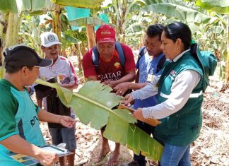MINAGRI articula acciones con productores para prevenir y controlar erwinia en el cultivo de banano
