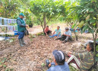 Implementación de buenas prácticas agrícolas potenciará producción de Cacao en Huánuco