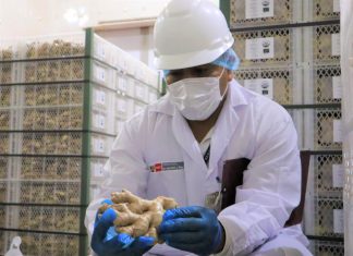 Pequeños productores de kion y cúrcuma continúan posicionando sus productos en mercados internacionales