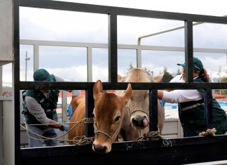 Cajamarca: CSTI, el pase sanitario para movilizar ganado de manera segura