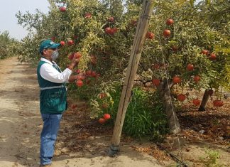 Control de mosca de la fruta contribuyó en la producción y abastecimiento de frutos sanos en Cajamarca