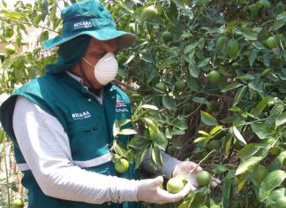 Muestrean cultivos hortofrutícolas para afianzar estrategias de acción en el control de la mosca de la fruta