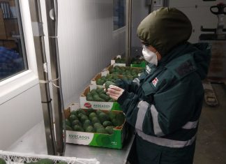 Control de mosca de la fruta beneficia a productores de la agricultura familiar en crecimiento