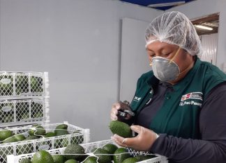 Exportaciones de palta siguen en ascenso pese al impacto del COVID-19