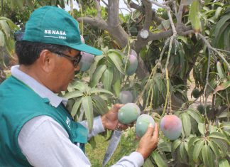 ¿Por qué es importante para Lambayeque el control de la Mosca de la fruta?
