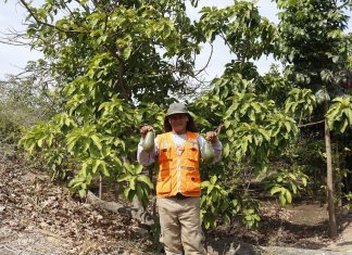 Cajamarca: Frutas del valle Alto Jequetepeque se posicionan en mercados internacionales