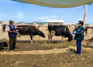 Acciones priorizadas resguardan ganadería familiar en Junín