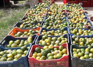 Escuelas de campo mejoran las condiciones productivas frutícolas en comunidades de Selva Central