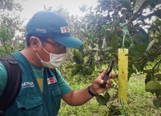 Junín: MINAGRI mantiene acciones de prevención contra el Dragón Amarillo