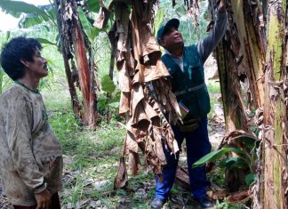 Escuelas de campo mejorarán capacidad productiva en Ucayali