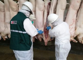 Ancash: Mataderos implementarán las Buenas Prácticas de faenado para beneficio de consumidores locales