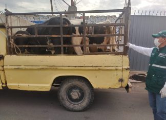 Emisión de pases para tránsito de ganado facilitan abastecimiento de carne en mercados de Tacna