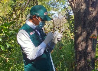 Control de mosca de la fruta beneficiará producción hortofrutícola de Puno