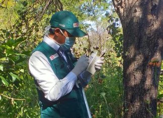 Acciones de vigilancia fitosanitaria de mosca de la fruta se mantienen en Cusco