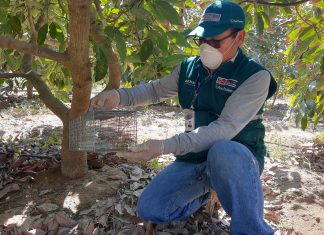 Ica: Vigilancia y control de plaga de roedores resguardan la producción de la agricultura familiar