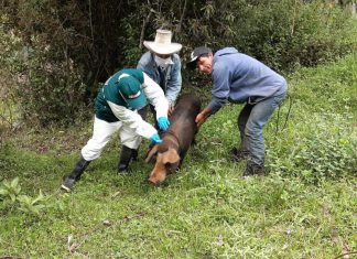 Cajamarca: MINAGRI protegerá la sanidad de porcinos en tiempos de COVID-19