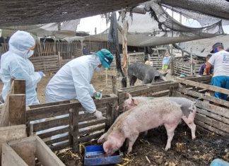 Acciones priorizadas del MINAGRI protegen la porcicultura en La Libertad