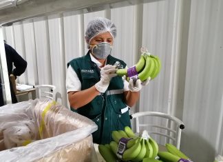 Piura: Acciones priorizadas del MINAGRI benefician a miles de productores de banano orgánico