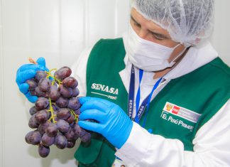 Ica: MINAGRI certificó más de 200 mil toneladas de uva durante Campaña 2019-2020
