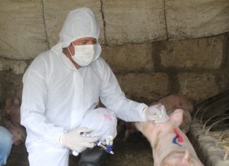 Arequipa: Campaña de vacunación contra la Peste Porcina resguarda la crianza de traspatio