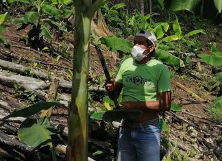 Capacitaciones de Buenas Prácticas Agrícolas continuarán en beneficio de la agricultura familiar de Ucayali