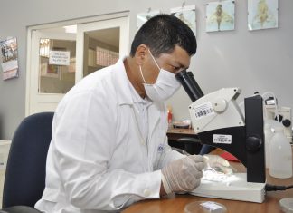 Lambayeque: La relevancia de los laboratorios en la vigilancia fitosanitaria de mosca de la fruta