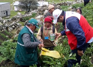 Junín: Escuelas de campo promueven las buenas prácticas agrícolas en cultivos de papa