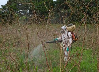 Madre de Dios: MINAGRI articuló acciones para controlar plagas en cultivos de Yuca