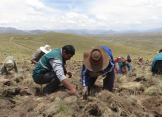 Aplicación de buenas prácticas otorga papas con alto valor para los consumidores peruanos