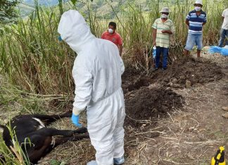 Piura: Atención a ganadería familiar se mantiene vigente