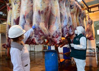 Articulan acciones para garantizar la inocuidad en el faenamiento de animales de abasto