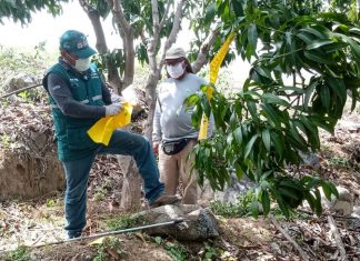 MINAGRI fortalece red de vigilancia fitosanitaria de moscas de la fruta en Tumbes