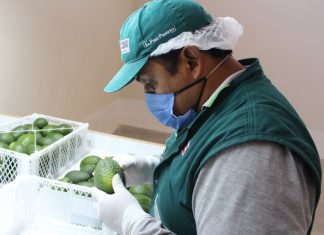 Moquegua: Pequeños productores continúan posicionando producción de palta en Chile