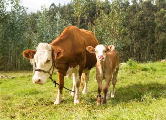 Cajamarca: MINAGRI anuncia identificación masiva del ganado vacuno