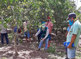 Tumbes: Pequeños productores de limón se benefician con Escuelas de campo del MINAGRI