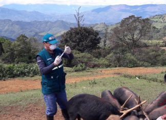 MINAGRI protege condición sanitaria de la porcicultura en la región Piura